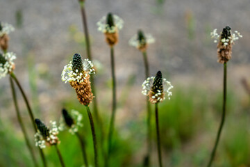 Lanceolate plantain, useful plant in case of respiratory problems, allergies, asthma, bronchitis, plantago lanceolata