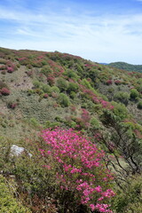 初夏の大川嶺　ツルギミツバツツジ咲く　（愛媛県　四国カルスト）