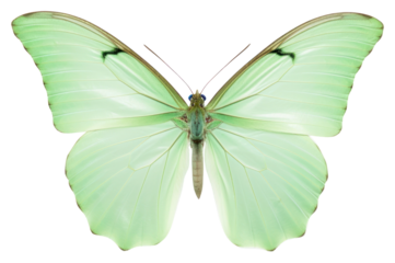 PNG Butterfly animal insect green. 