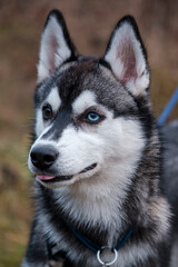 Young husky with different eyes.