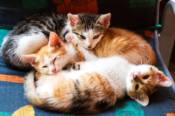 a group of kittens have laid down to sleep after eating and are touching each other