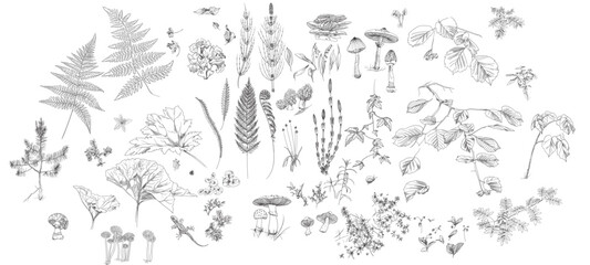 Set of drawings of forest botanical illustration. Vector graphics