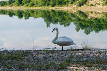 Elegant white swan near the lake in the nature