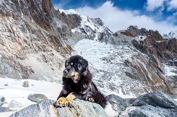 Dog against the background of Mountain scenery in Sagarmatha National Park, Nepal