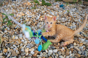 cat on the stones is playing and looking to camera. Young kitten with green eyes, detail photo