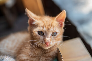 Portrait of a red haired cat , detail of the head