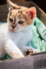 Little cat, kitten is lying in the box and looking to camera