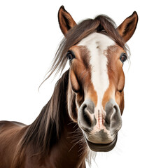 Obraz premium A beautiful brown horse with a white blaze on its forehead is looking at the camera with a curious expressionon cut-out white background, transparent PNG cutout cliparts