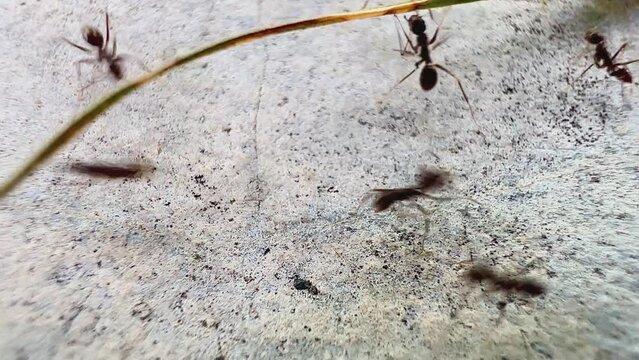 a group of ants on a rough and granular surface. This video is in black and white. This emphasizes the difference between ants and surfaces. It looks like the ants are gathering togethe