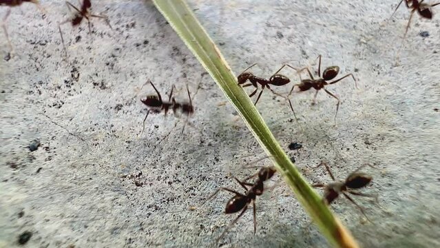 a group of ants on a rough and granular surface. This video is in black and white. This emphasizes the difference between ants and surfaces. It looks like the ants are gathering togethe