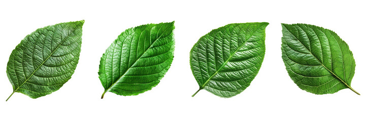 Obraz premium Set of a fresh green leaf isolated detailed texture and vivid color on transparent background 