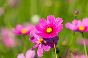 Fototapeta premium 濃いピンクのコスモス