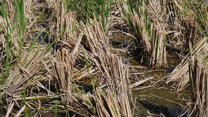 View of fertile rice fields in Indonesia during the rice harvest season.
