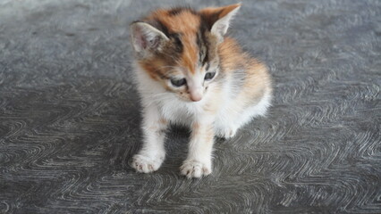 An emaciated and neglected Asian kitten, displaying poor physical condition. This little cat looks weak and needs care and affection
