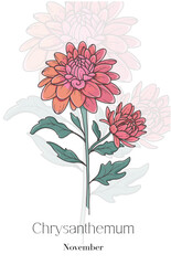 Chrysanthemum Line Art. Chrysanthemum flower vector Illustration. November Birth Month Flower. Chrysanthemum outline isolated on white. Hand drawn line art botanical illustration.