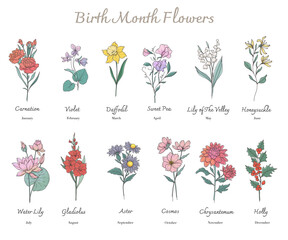 Birth Month Flowers set line art. Outline birth month flowers isolated on white. Hand painted line art botanical illustration. Carnation, Violet, Daffodil, Sweet Pea, Lily of the Valley, Honeysuckle