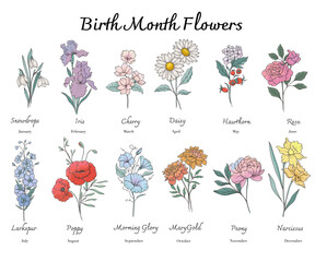 Birth Month Flowers set line art. Outline birth month flowers isolated on white. Hand painted line art botanical illustration. Snowdrops, Iris, Cherry Blossom, Daisy, Hawthorn, Rose, Larkspur