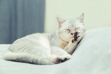Cute Scottish Straight cat licks himself on the bed.