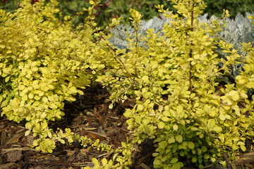 Fototapeta premium 봄의 꽃들이 피어 아름답습니다