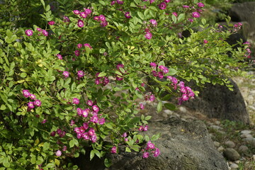 봄의 꽃들과 장미가 아름답습니다
