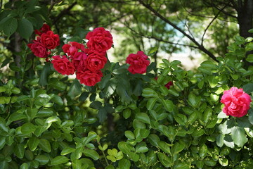 봄의 꽃들과 장미가 아름답습니다