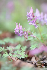 Corydalis solida, commonly known as Bird-in-a-bush, Fumewort or Solid-tubered Corydalis, wild spring flower from Finland.