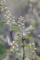 Amelanchier spicata, commonly known as low juneberry, thicket shadbush, dwarf serviceberry, or low serviceberry