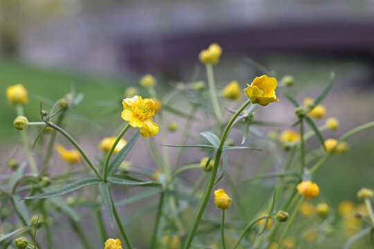 Ranunculus auricomus, known as goldilocks buttercup or Greenland buttercup, apomictic plant with hundreds of agamospecies