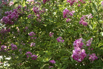 봄의 꽃들과 장미가 아름답습니다