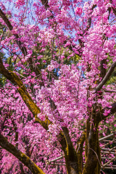 Cherry blossom, Okazaki Park in the Heian Jingu Shrine, Kyoto, Honshu