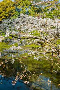 Okazaki Park in the Heian Jingu Shrine, Kyoto, Honshu