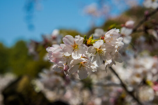 Close-up of cherry  blossom, Okazaki Park in the Heian Jingu Shrine, Kyoto, Honshu