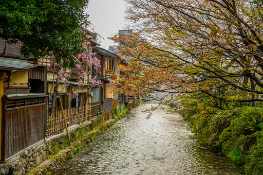 Cherry blossom tree in the Geisha quarter of Gion, Kyoto, Honshu