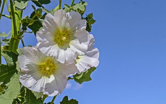 Marshmallow flower (Althaea officinalis) is a useful plant for human health. This plant has white, pink and cherry-colored flowers.