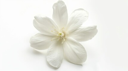 Beautiful macro shot of a single white flower on a plain background, highlighting its delicate petals and serene simplicity.