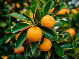 Orange trees with ripe fruits and orange garden views. Ai generative