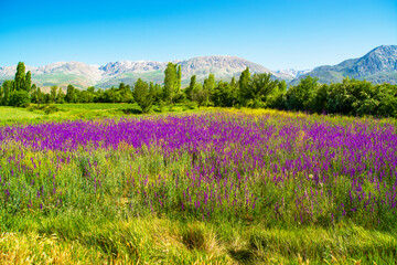 Fototapeta premium A lavender field in the foreground with mountains and snow-capped peaks in the background.