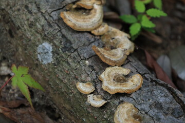 木に生えた茶色く丸いキノコ