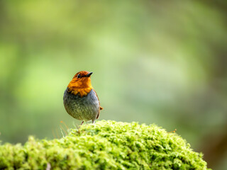 森の中で苔の生えた倒木の上に留まっているコマドリの雄