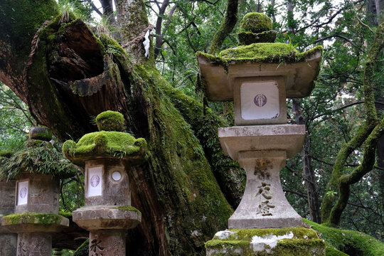 A cluster of stone lanterns sitting within a dense forest in Nara, Honshu