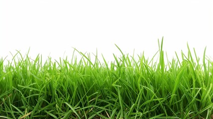 Obraz premium long green grass isolated on white background
