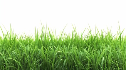 Fototapeta premium long green grass isolated on white background