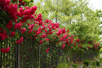 봄날의 장미가 아름답게 피었습니다