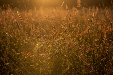Wild grasses and flowers in a field in Sussex, with golden evening light