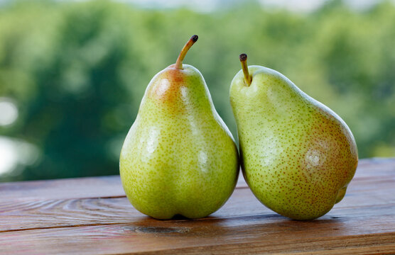 Harvest of ripe, freshly picked pears on a farm table, Uzbekistan