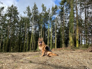 german shepherd dog in woodland