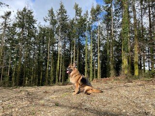 german shepherd dog in woodland