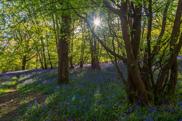 Obraz premium A carpet of bluebells blooming in woodland in Sussex, on a sunny spring rnorning