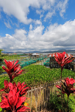 Excessive water hyacinth growth and fish cage farms on this large lake that suffers from pollutants, climate change heating and reduced oxygen, Lake Tondano, Minahasa, North Sulawesi, Indonesia