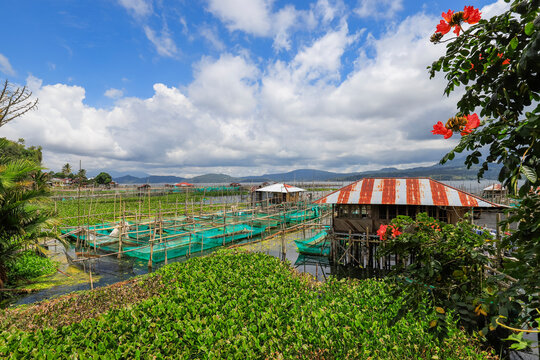 Excessive water hyacinth growth and fish cage farms on this large lake that suffers from pollutants, climate change heating and reduced oxygen, Lake Tondano, Minahasa, North Sulawesi, Indonesia